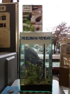 メダカやエビなどがたくさんいます。