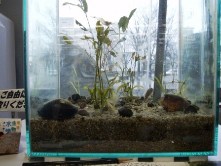 エビやヌマチチブがいます。