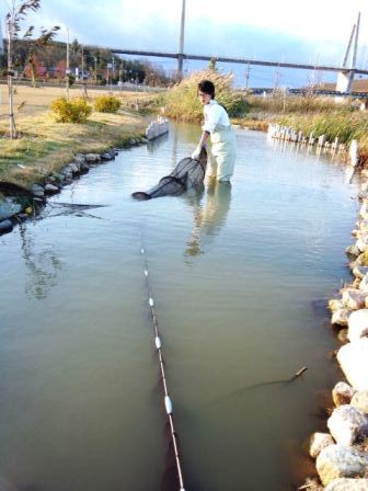 遡上調査用の定置網を設置します