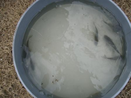 確認後はビオトープへ放流しました。